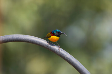 Male Green-tailed Sunbird sits on a iron stick