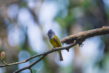 Grey-headed Canary Flycatcher on a branch
