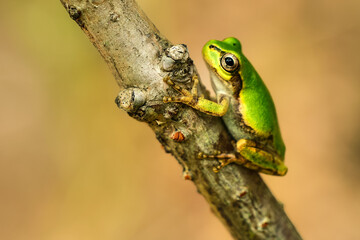 frog on leaf