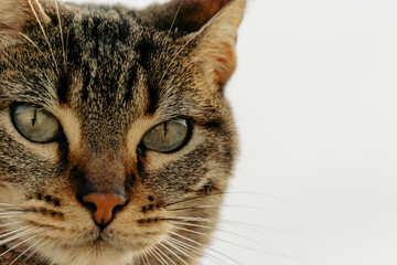 close up portrait of a cat