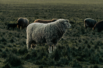 sheep in a pasture