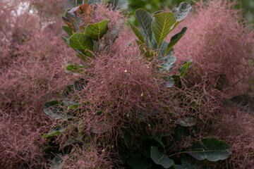 Cotinus hairy flowers outdoors in nature.