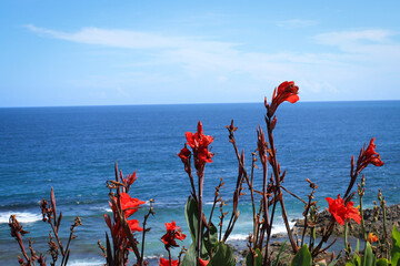Sunny day at the beach, red and orange flowers, blue sea, waves, wind and stones