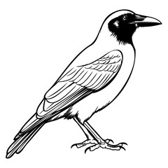 Crows silhouette, Crows mascot logo, Crows Black and White Animal Symbol Design, Bird icon.