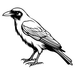 Crows silhouette, Crows mascot logo, Crows Black and White Animal Symbol Design, Bird icon.