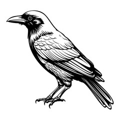 Crows silhouette, Crows mascot logo, Crows Black and White Animal Symbol Design, Bird icon.