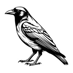 Crows silhouette, Crows mascot logo, Crows Black and White Animal Symbol Design, Bird icon.