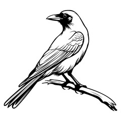 Crows silhouette, Crows mascot logo, Crows Black and White Animal Symbol Design, Bird icon.
