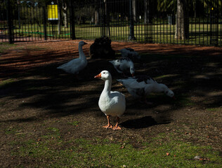 DUCK
