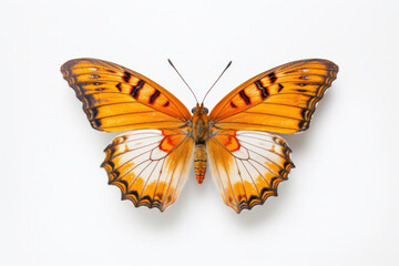 colorful butterfly isolated on white background,Generative AI