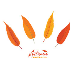 Autumn willow leaves vector illustration.  Autumn leaves design template for decoration, sale banner, advertisement, greeting card and media content. Autumn concept. Flat vector isolated on white.