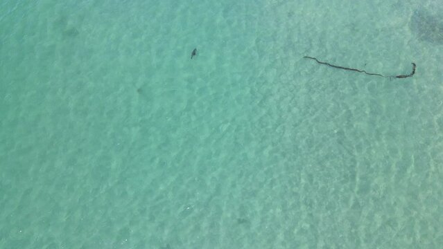 seal in the water aerial view