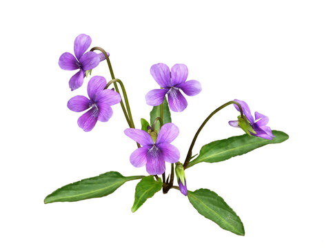 スミレ　3月撮影