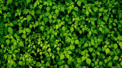 亀の甲羅のような葉の群