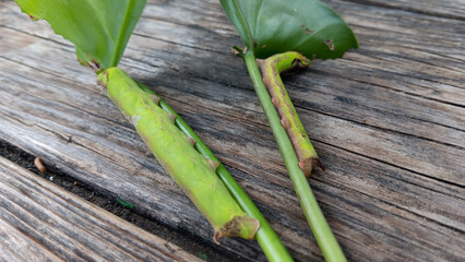 Two large Hawk Moths caterpillar leaves feeding