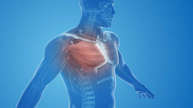Anatomy Of A Pectoral Strain or Chest Muscle