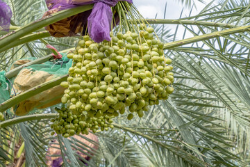 Fototapeta premium Fresh date palms,Raw Date Palm fruits growing on a tree,Fresh date palms that have an important place in advanced desert agriculture. 
