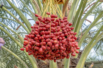Fresh date palms,Raw Date Palm fruits growing on a tree,Fresh date palms that have an important...