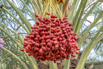 Fototapeta premium Fresh date palms,Raw Date Palm fruits growing on a tree,Fresh date palms that have an important place in advanced desert agriculture. 