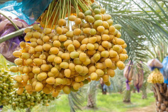 Fresh date palms,Raw Date Palm fruits growing on a tree,Fresh date palms that have an important place in advanced desert agriculture. 