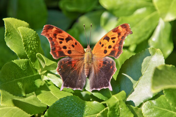 Plakat Orange Butterfly