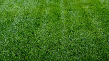 Close-up green grass, natural greenery texture of lawn garden. Stripes after mowing lawn court....