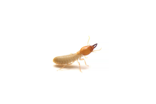 Close up of the Small termite on white background. Side view of the white ant isolate on white background..