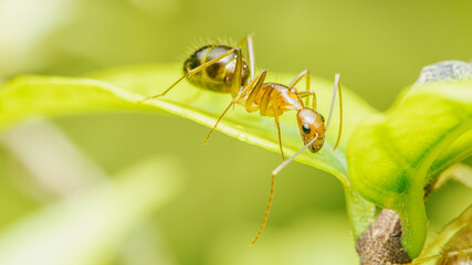 Red ant walking on a green leaf with nature background, Close up photo of insect.