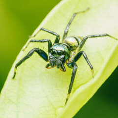 Close up a little Jumping Spider on green leaf, Colorful jumping spider.