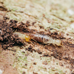 Close up of worker termites walking in nest on forest floor, Termites walking in mud tube, Small termites, Selective focus.