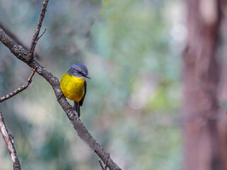 Eastern Yellow Robin