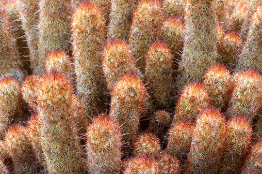 Gold Lace Cactus at the Arizona Cactus Garden in Stanford, California.
