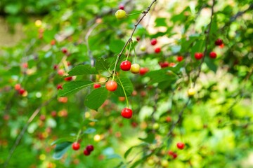 Ripe Bing Cherries on a tree branch