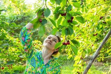 Closeup of woman harvesting ripe cherries