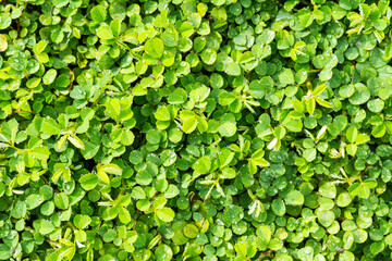 beautiful small leaf plant green grass background.