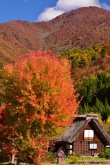 世界遺産　白川郷合掌造り集落　秋景