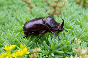 Close-up view of European Rhinoceros Beetle. Oryctes Nasicornis.