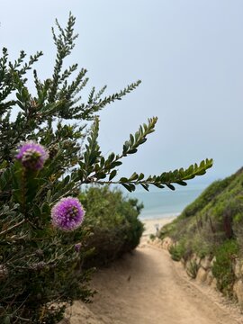 joshua tree national park