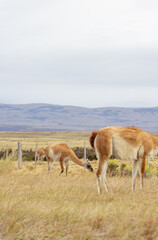 Guanaco in National Park Torres del Paine