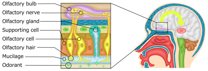 嗅覚　イラスト