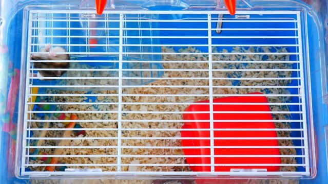 Djungarian hamster climbs to the top of the cage and then slides down the wheel