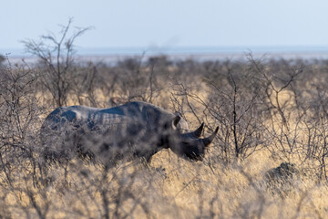 A black Rhinoceros - Diceros bicornis- eating scrubs on the plains of Etosha national park, Namibia, during sunset.