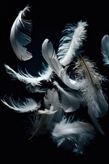 Obraz premium White feather falling, isolated on black studio background. 