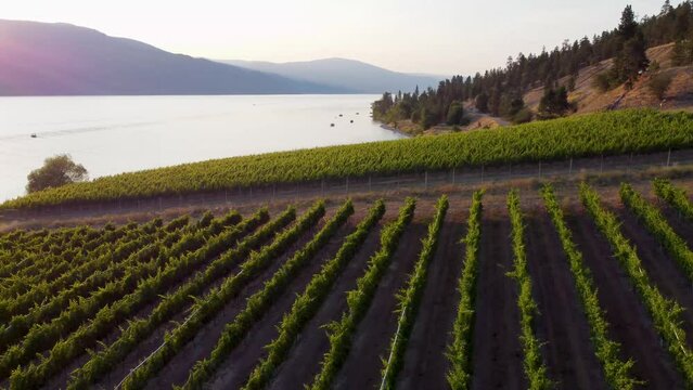 Winery Overlooking Okanagan Lake | Lakecountry, British Columbia, Canada | Wine Tour Tasting | Scenic View | Wine Vineyard Rows | Lakeside Shoreline | Summer Time | South Facing Kelowna | Lakestone