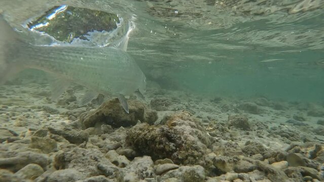 Fly fisherman releases bonefish underwater after capture