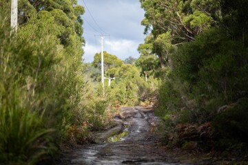 bush trail in the forest, sandy off road track in australia