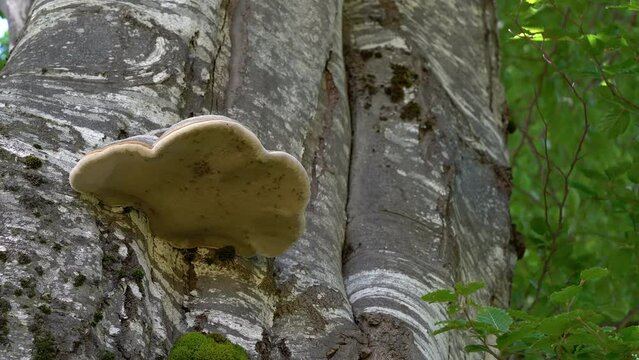 Tinder Fungus on a beech tree (Fomes fomentarius) - (4K)