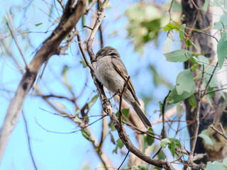 Grey Shrike Thrush