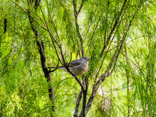 Female Wren Head Cocked