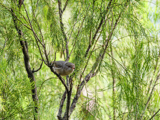  Female Wren Head Forward